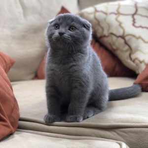 handpicked red chillies