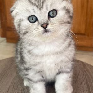 pulses from organic farm