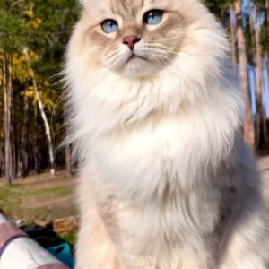 natural extracted edible oil