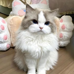 wheat from organic farms