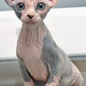 sphynx