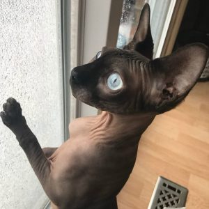 sphynx