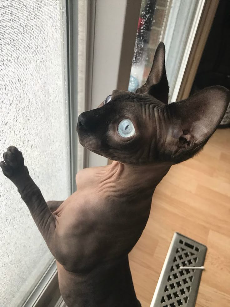 sphynx