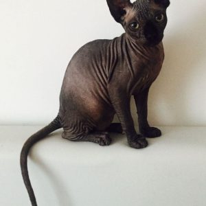sphynx