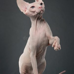 Sphynx