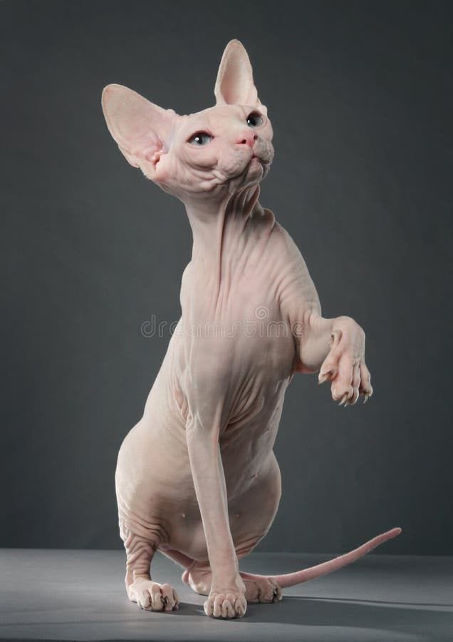 Sphynx