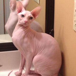 sphynx
