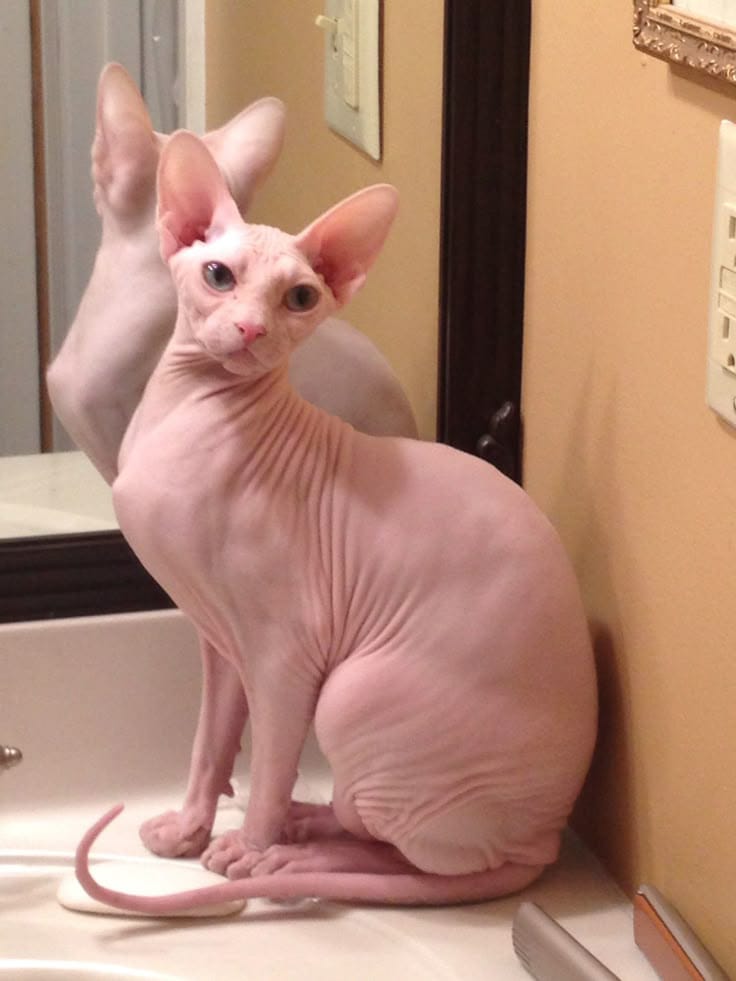 sphynx